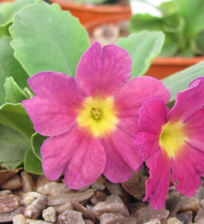 Primula 'Lismore Peardrop'